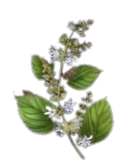 Perilla